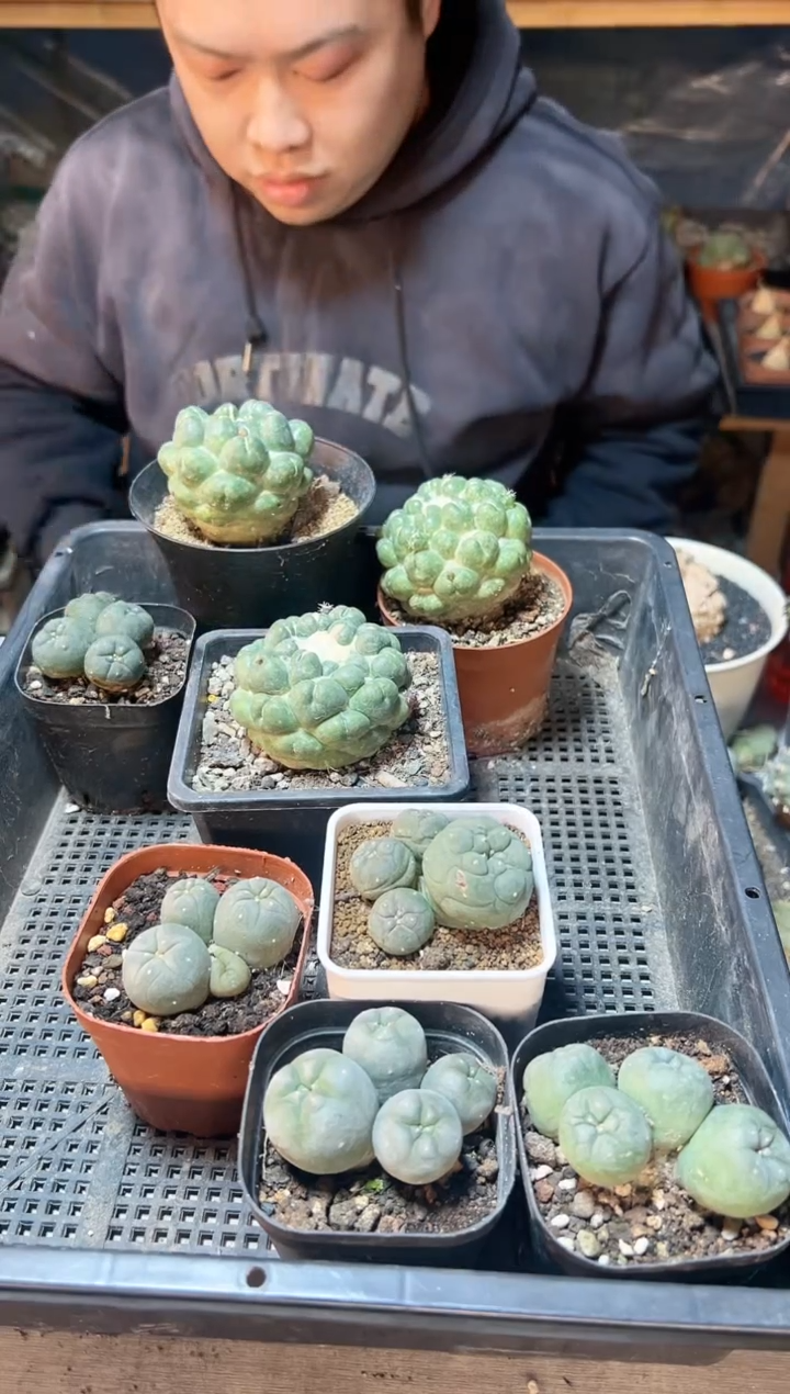 【闪购商品】实生4头银5.5公分小老皮