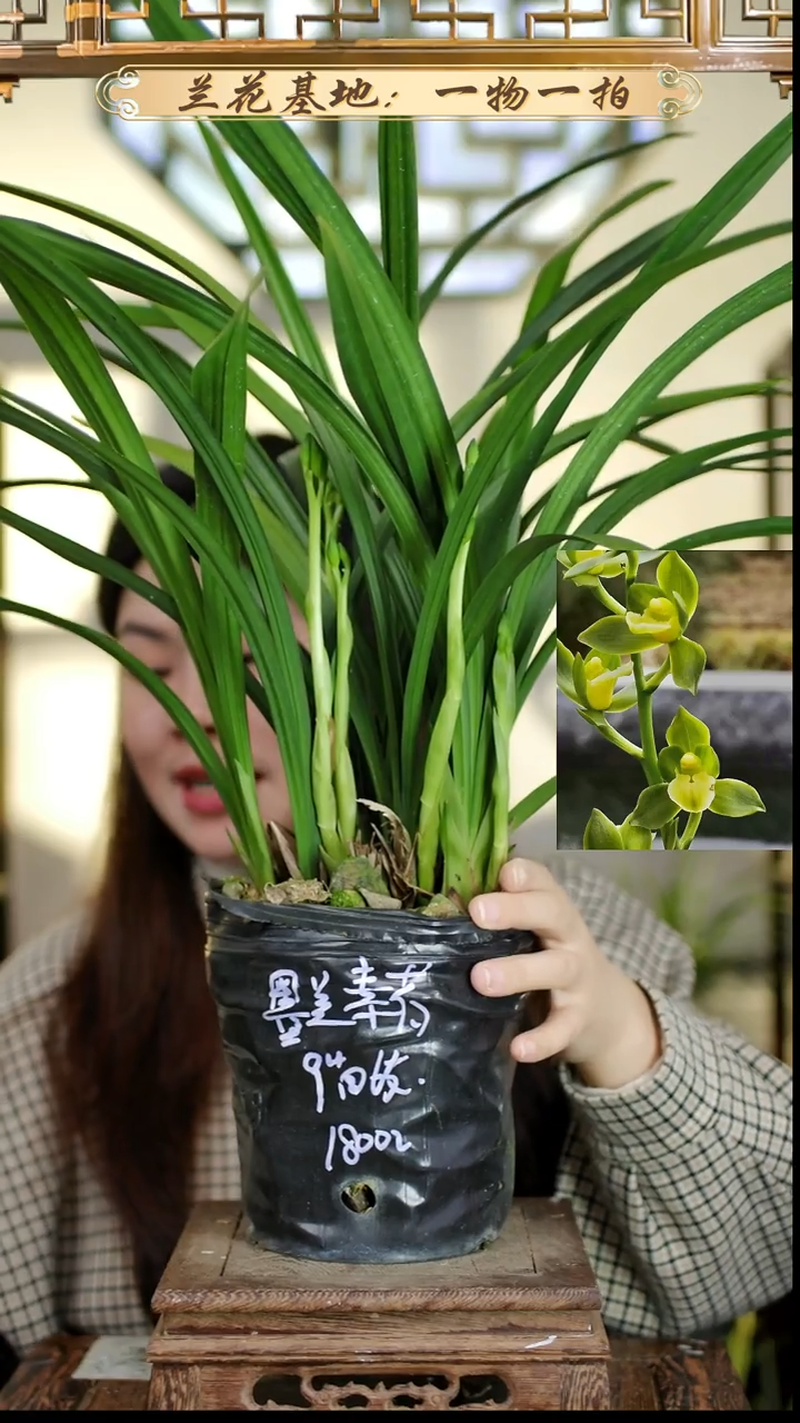 完全开放墨兰素荷苗5花苞