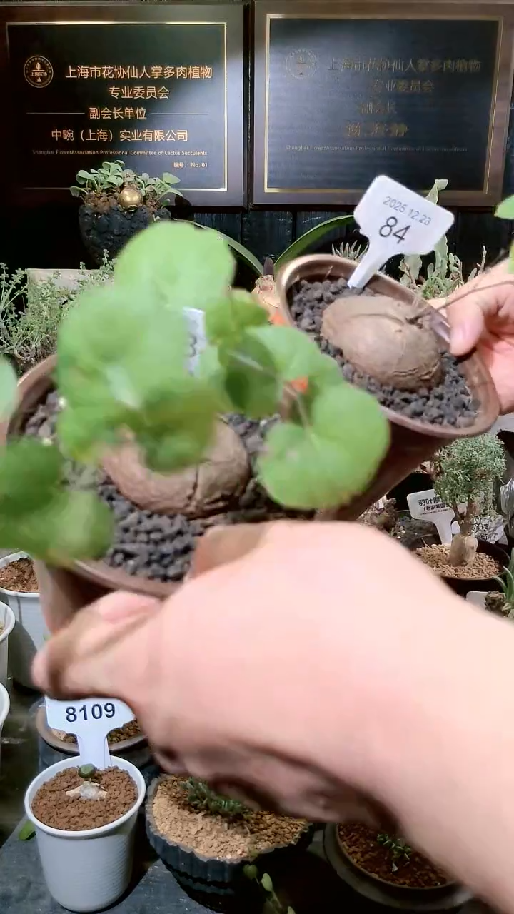 84号1223福利南非龟甲龙买一送一