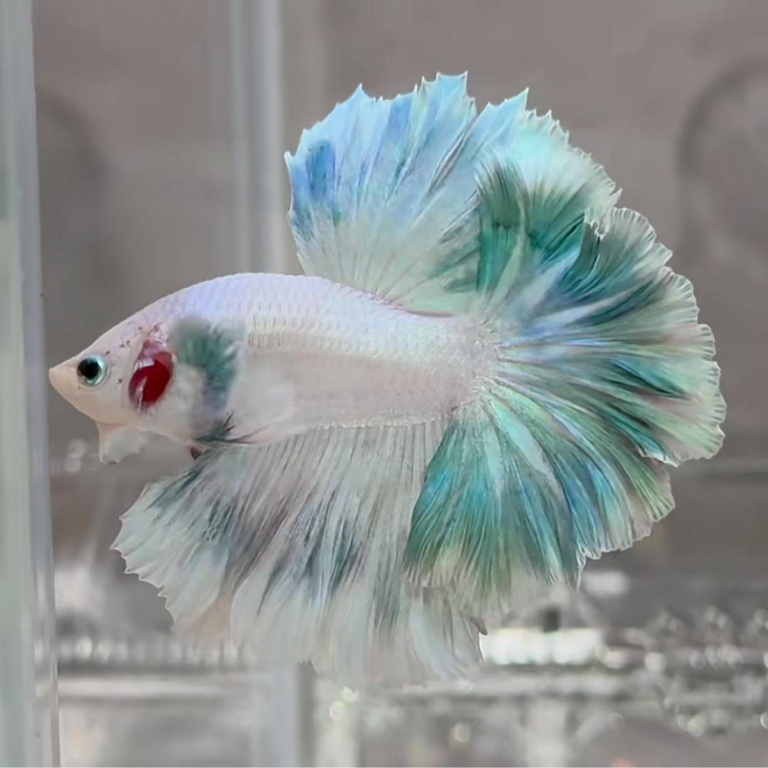 八版(236-270号) 泰国斗鱼小型热带观赏鱼