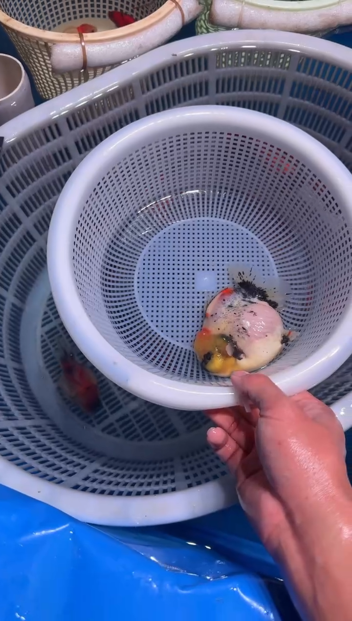 狮头鱼短尾将军狮，包邮，开箱视频售后