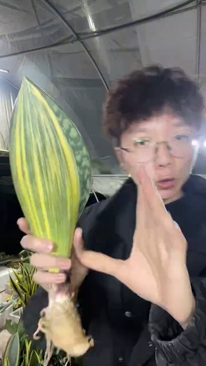 12号黄金宝镜一物一拍27