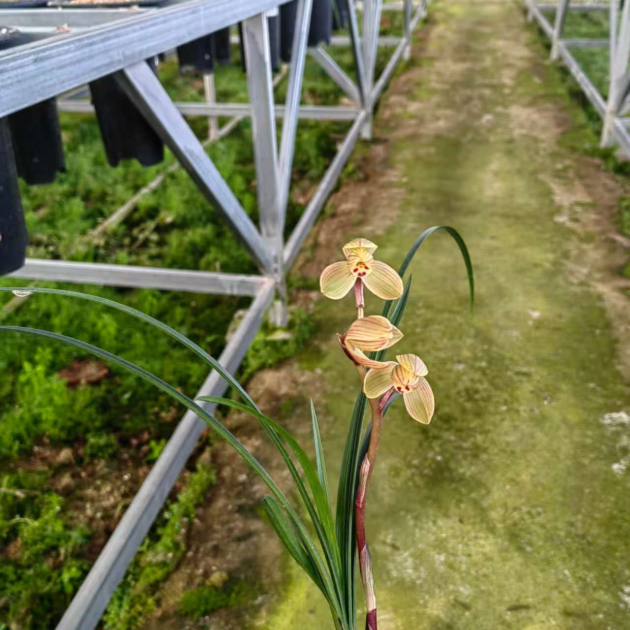 兰花莲瓣兰一物一拍3