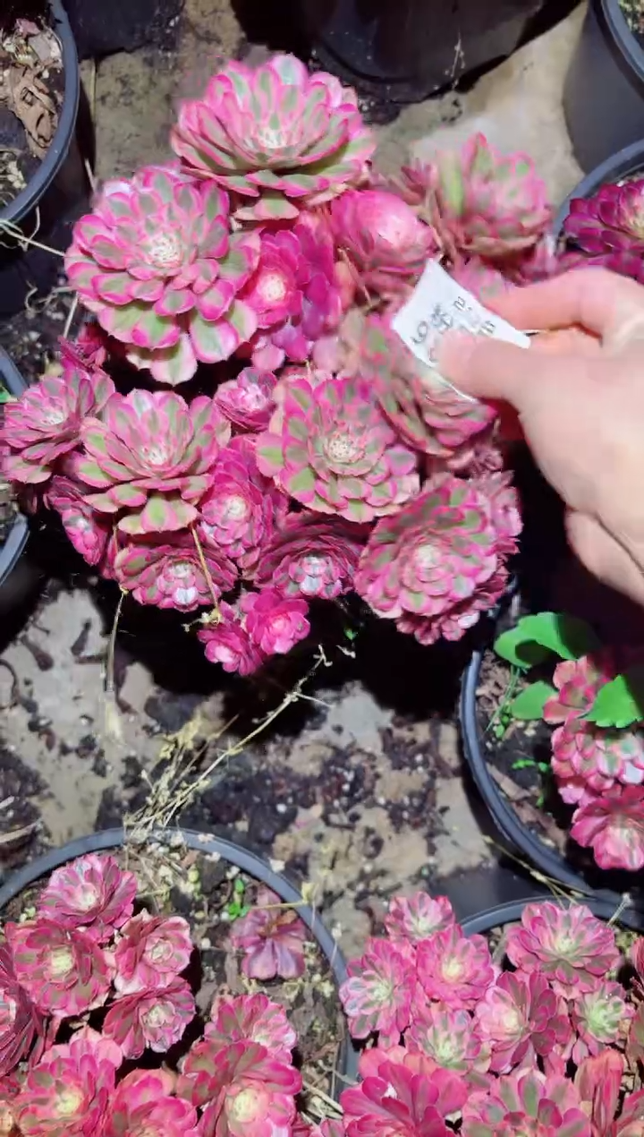 【闪购商品】987 法师锦