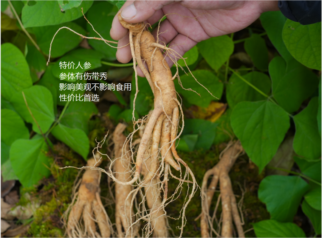 【特价福利】长白山新鲜人参带残带秀一斤装不影响食用