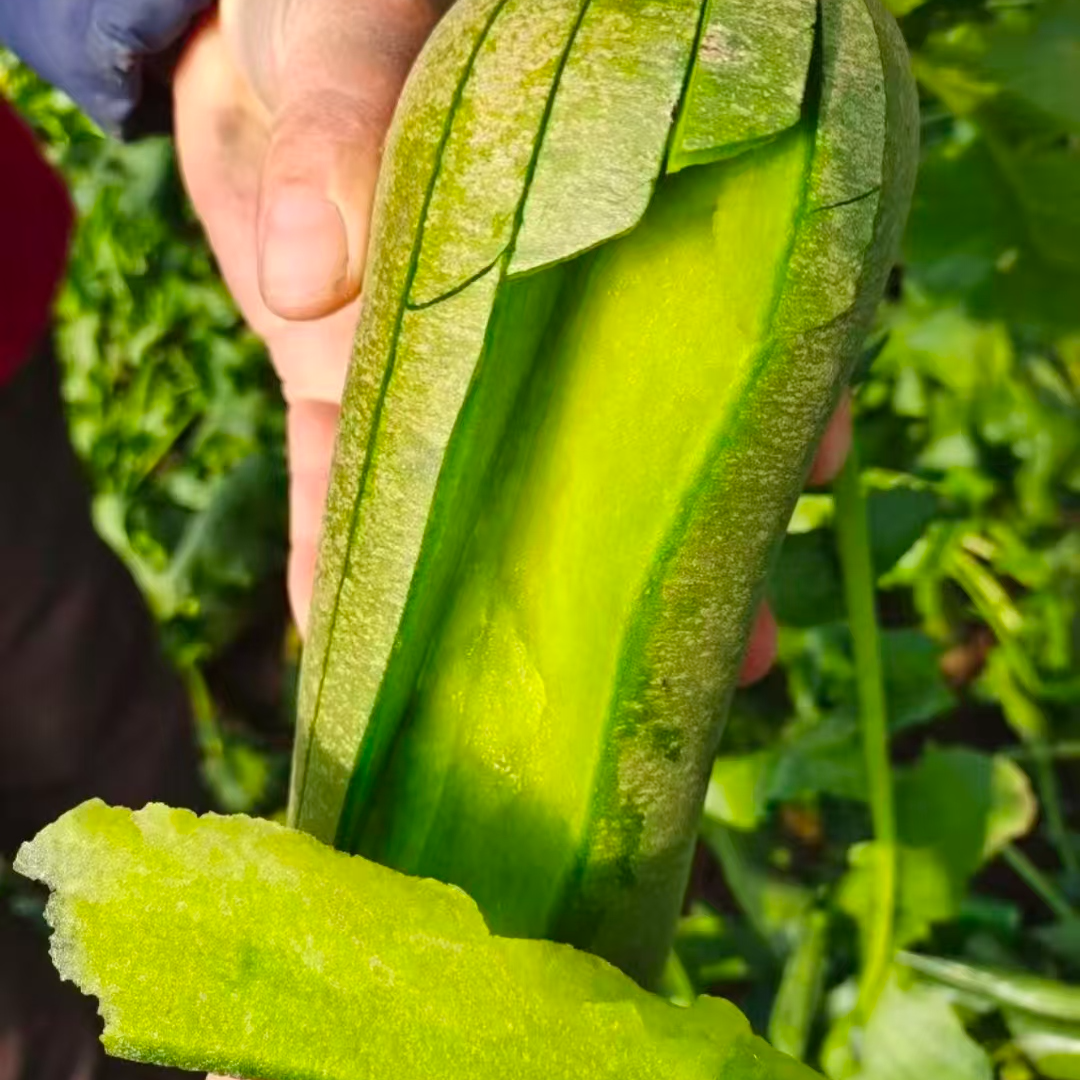 【顺丰直达】（天星）正宗天津沙窝水果萝卜生吃原产地现挖甜脆