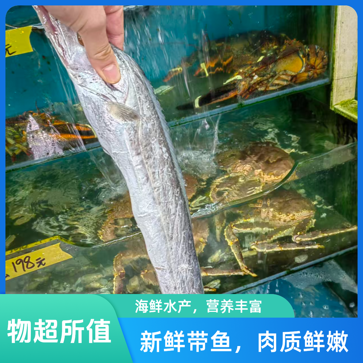 舟山  鲜刀鱼   肉质鲜美