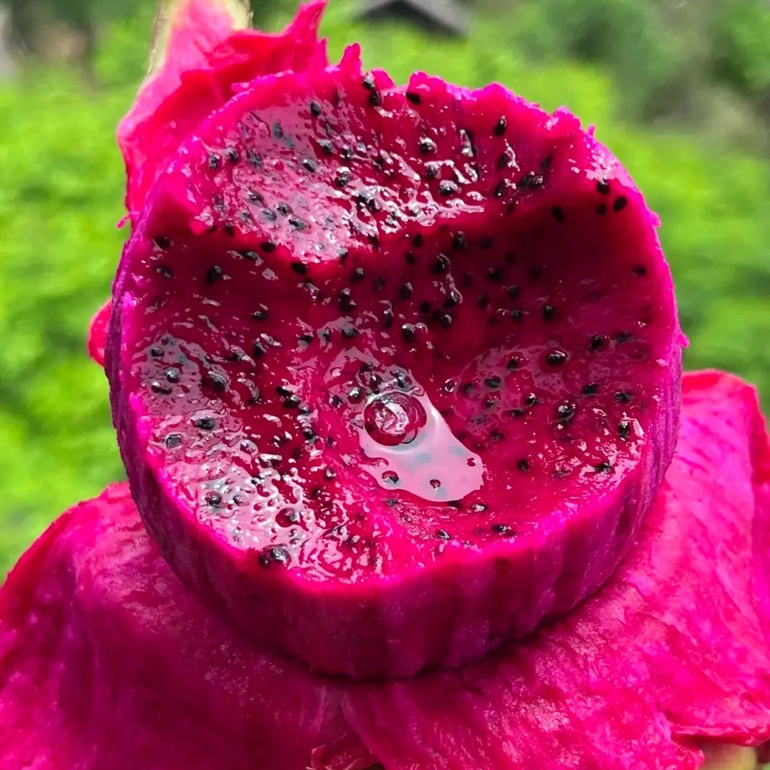 【金都一号】红心火龙果现采现发香甜多汁5斤装