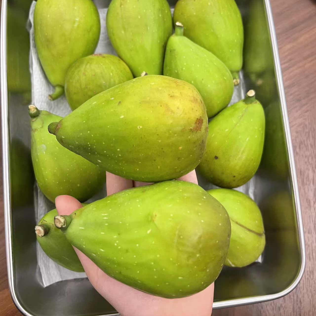 （原盆原土）斯特拉无花果树苗盆栽不包坏盆