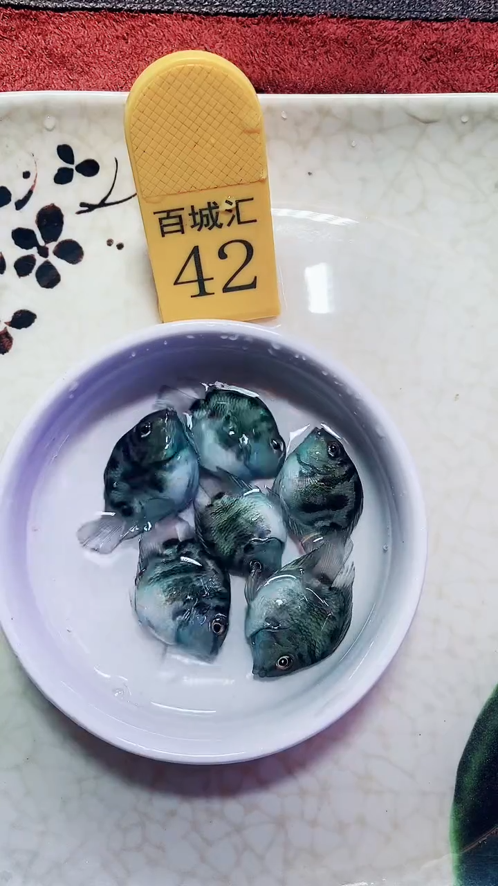 鹦鹉鱼23132132132