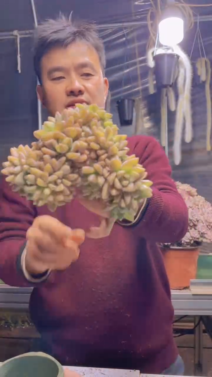 195淡雪缀化一物一拍