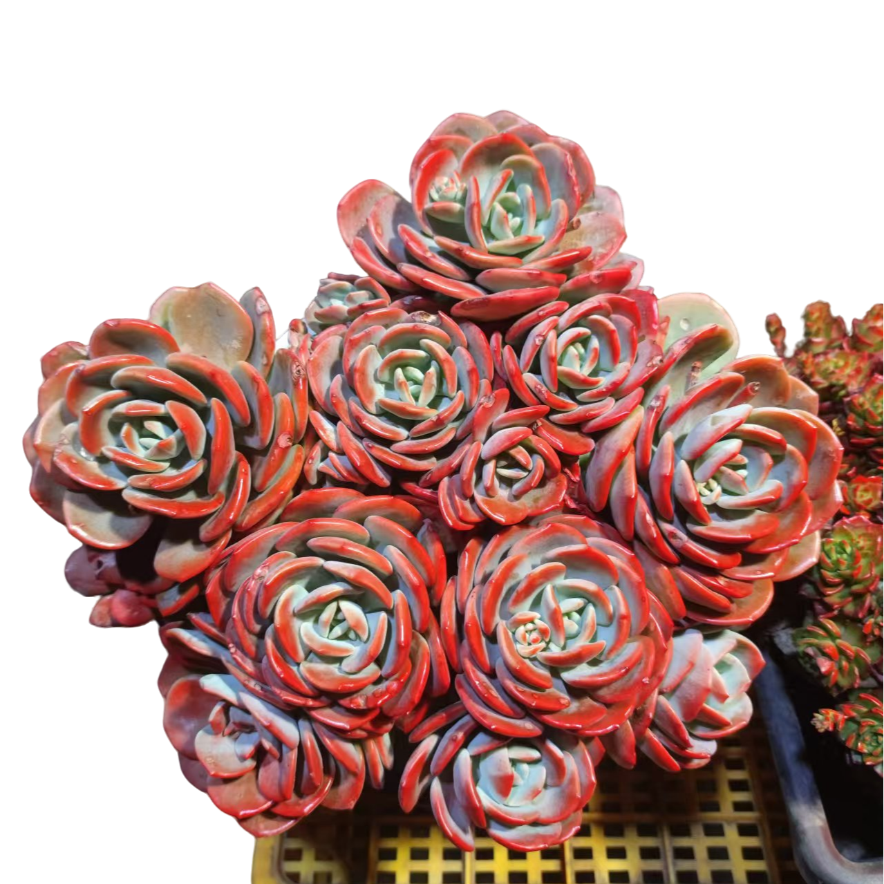 精品多肉 白月光【好看好养】