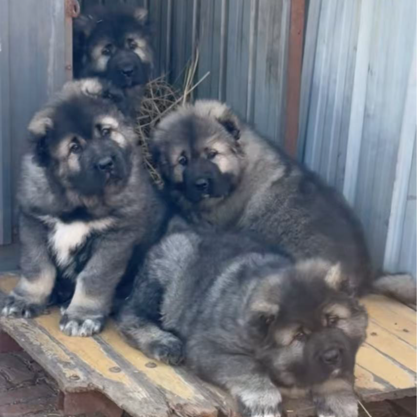 【阿静高加索2-次日达】宠物活体幼体高加索巨型犬