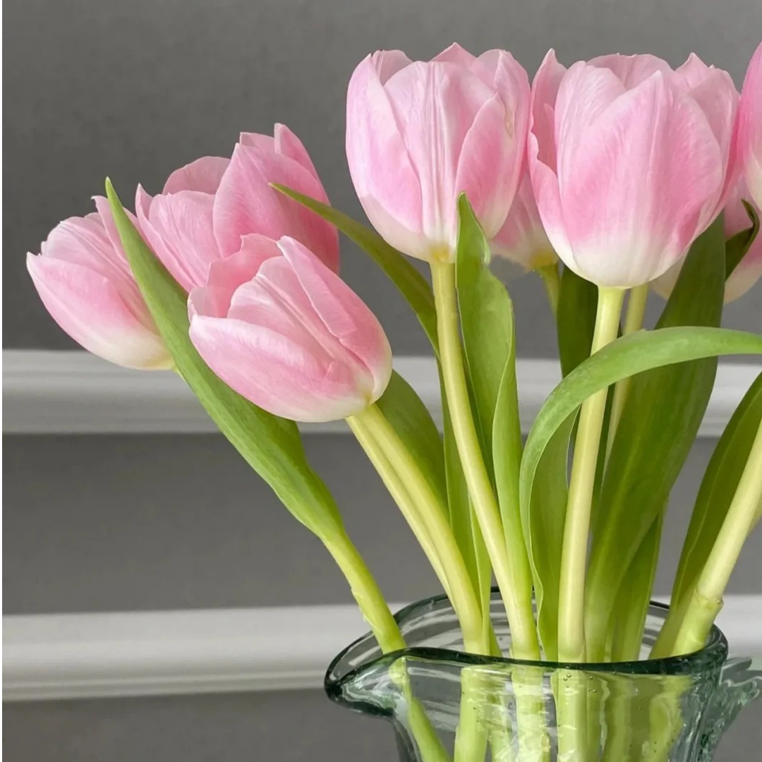 【王朝粉】高品质郁金香鲜花基地直发水培鲜切花家庭插花