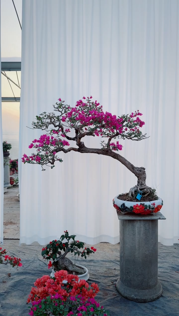 无花朵@****?三角梅小叶紫