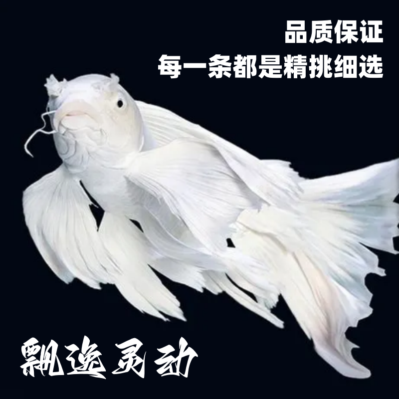台湾蝴蝶鲤优选蝴蝶鲤