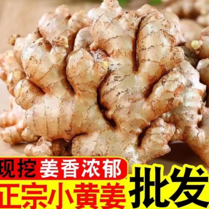 正宗高原小黄姜山地种植香味浓郁辛辣适中2025年现挖新姜    S