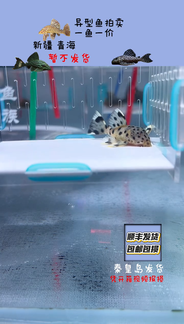 清道夫5.5+不包入缸损78