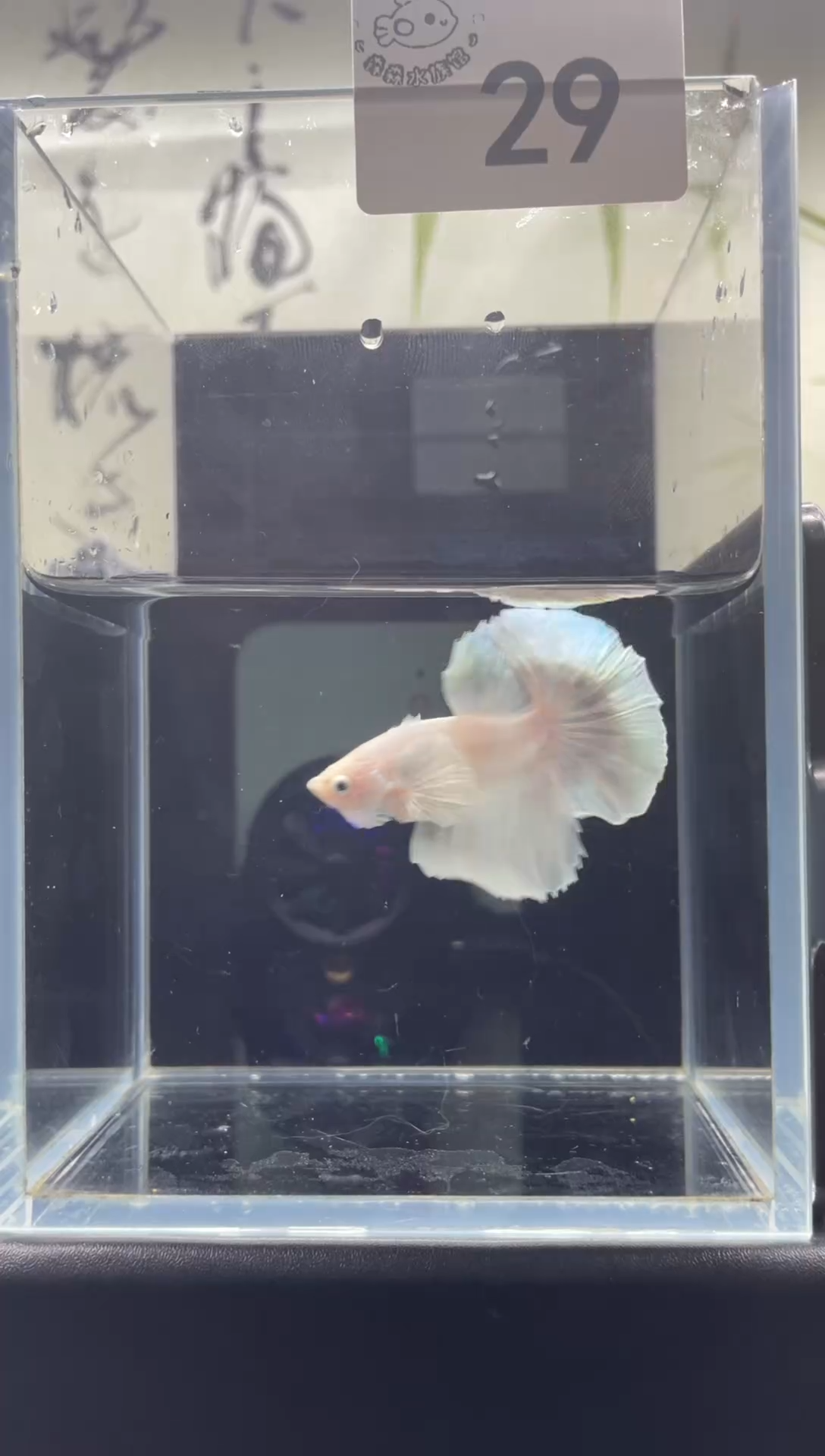 斗鱼泰国精品斗鱼 A29