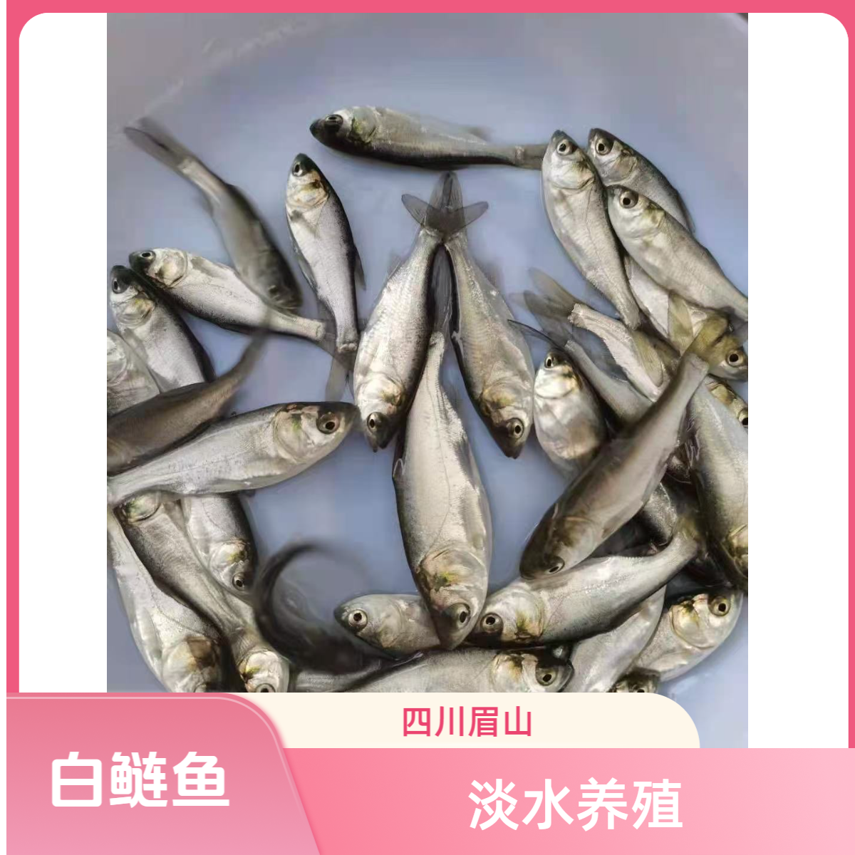 白鲢鱼 淡水养殖  四川眉山发货