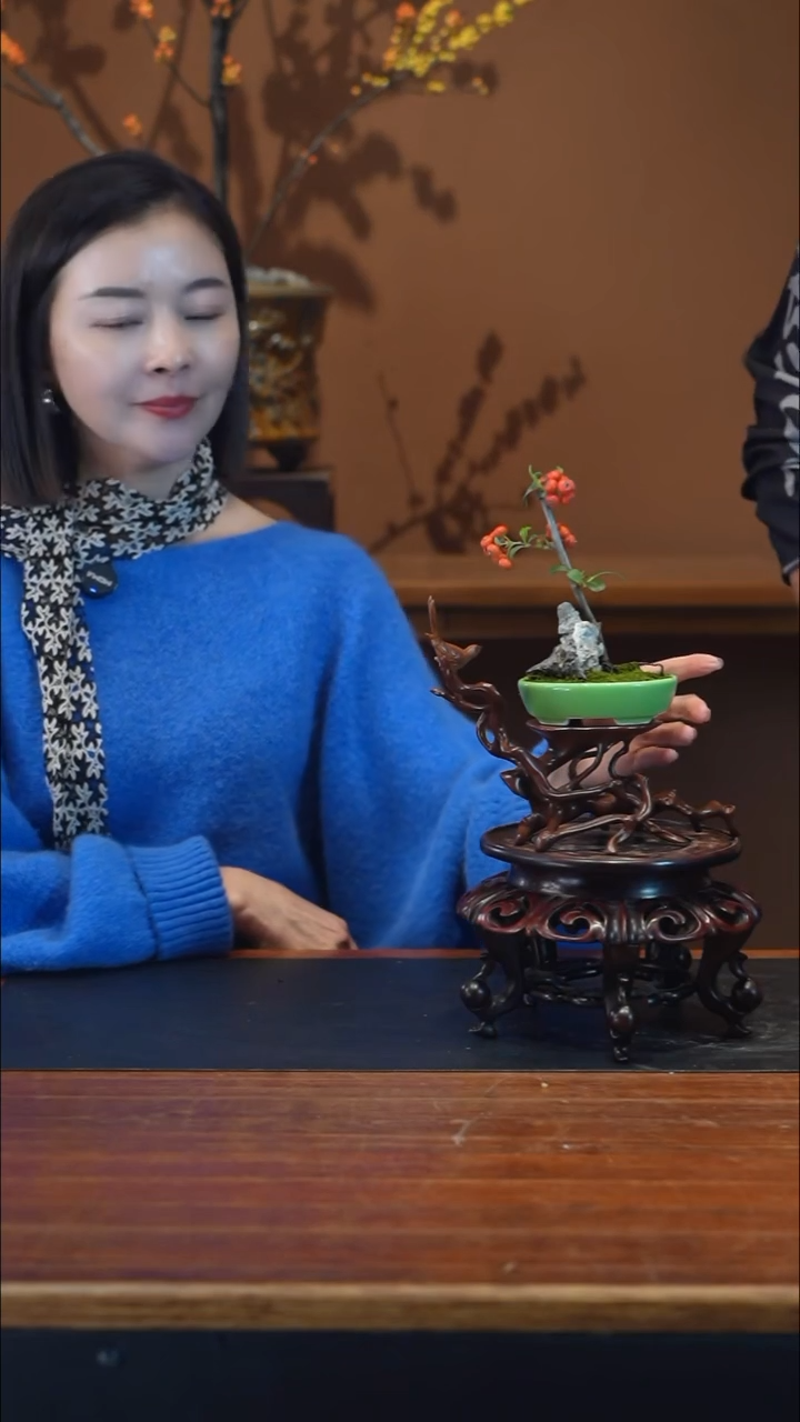 全部花朵火棘盆景盆景盆景