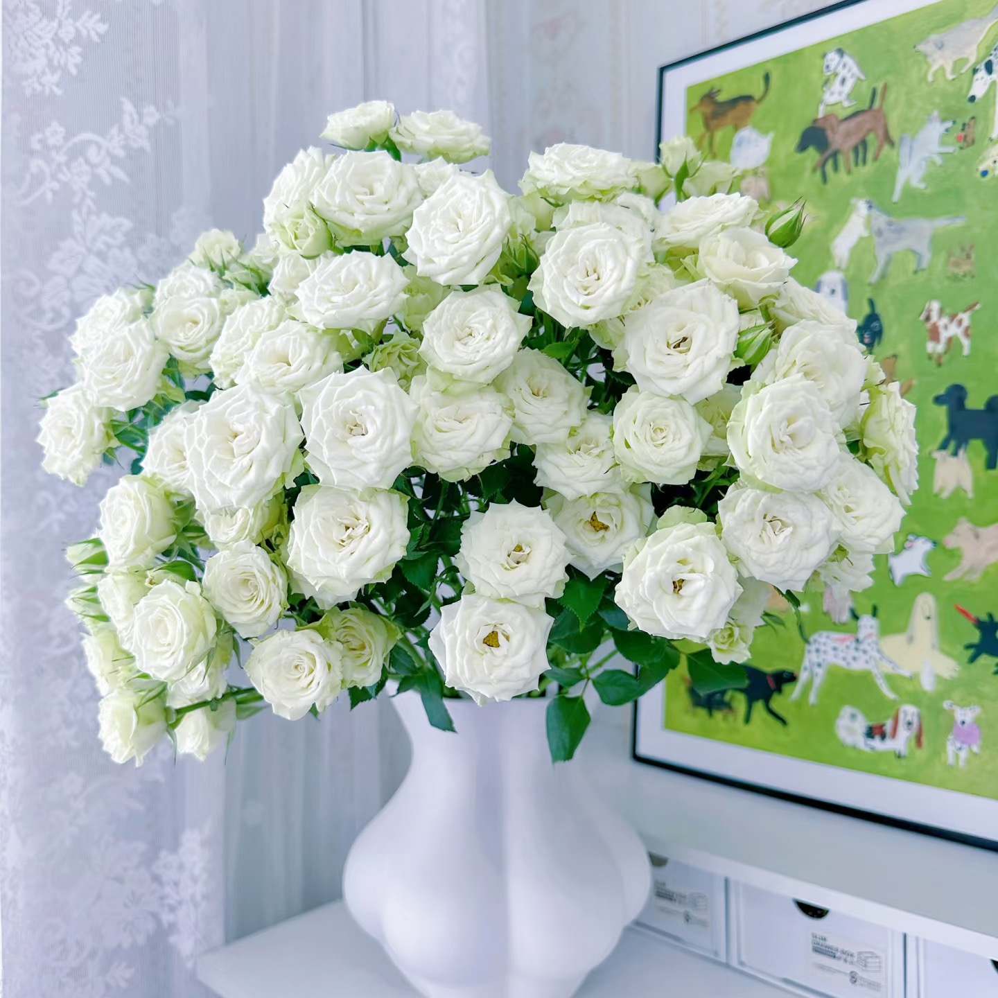 [一单包邮]  繁星玫瑰 「云南基地直发」