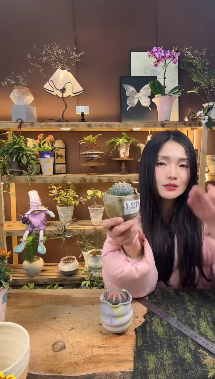 无花朵624星兜加盆一套