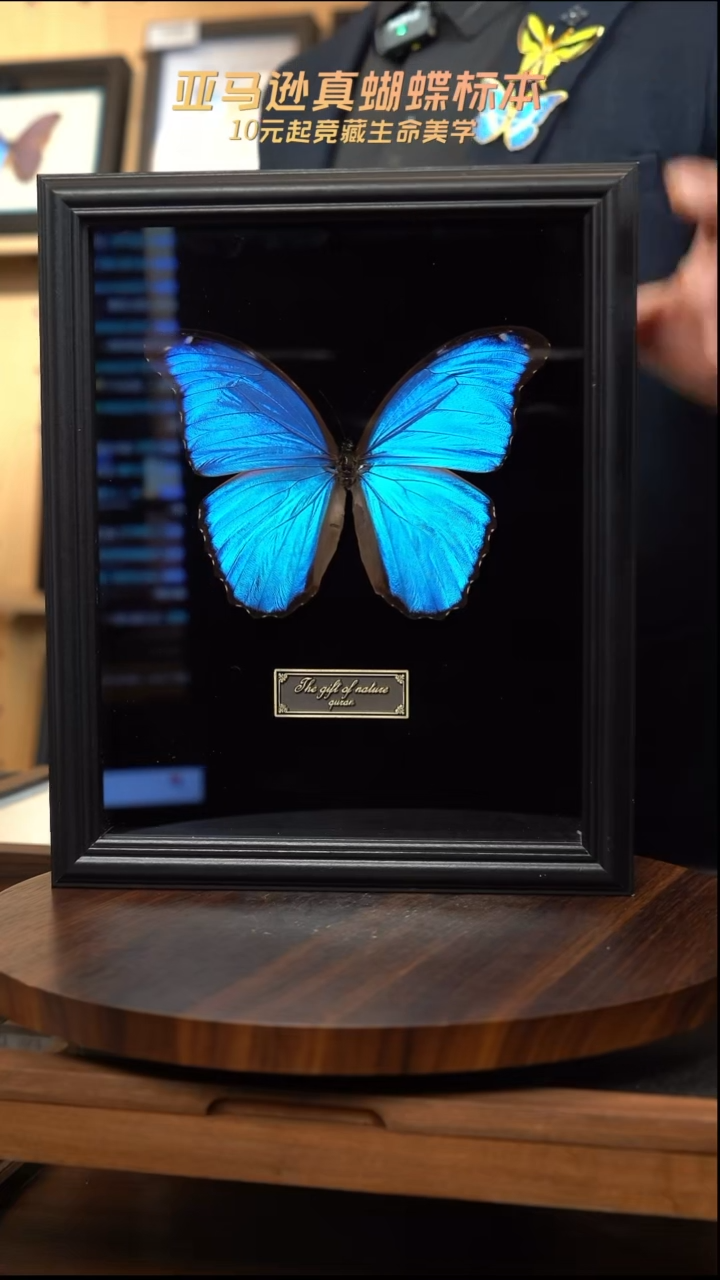 大蓝闪蝶黑绒底版10寸欧式框（带证书）