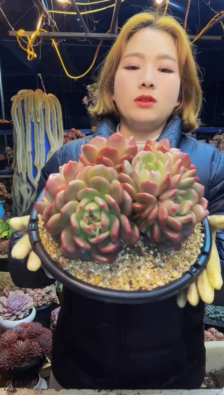 超大星影脱土包邮