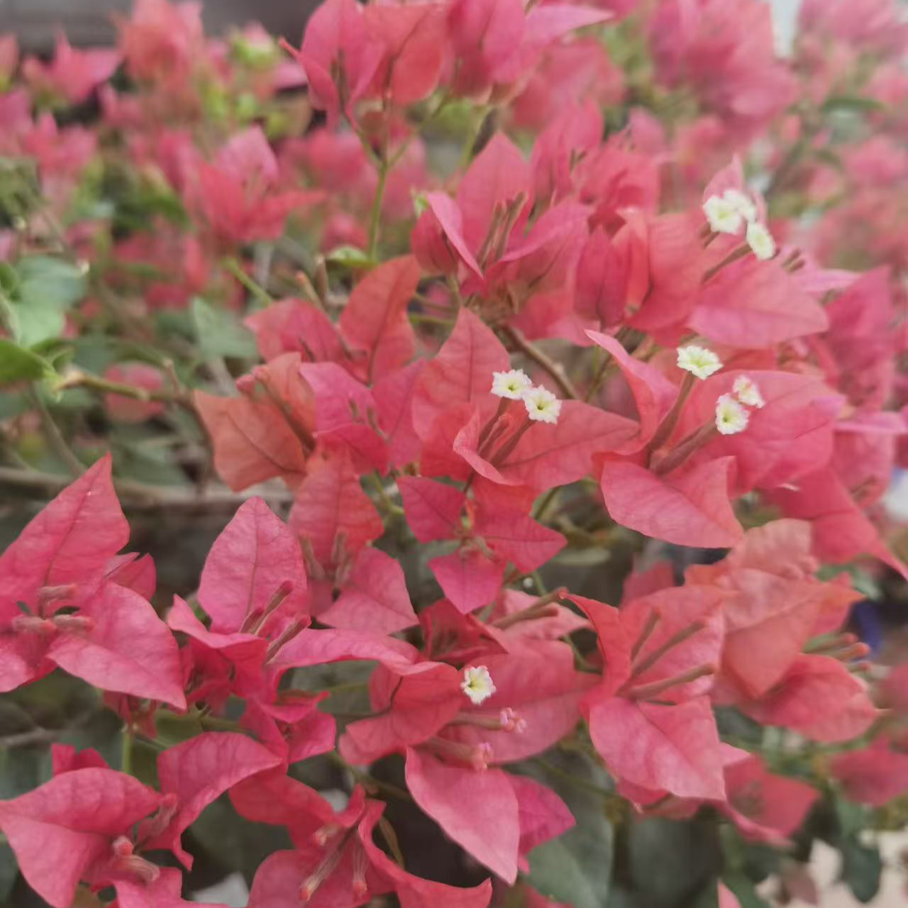 【布里扎】小苗袋苗勤花好养四季开花福利款