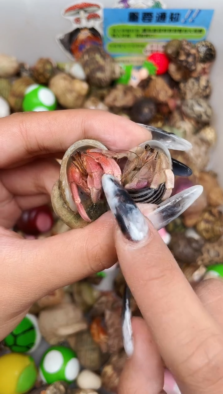 陌派甄选寄居蟹4256