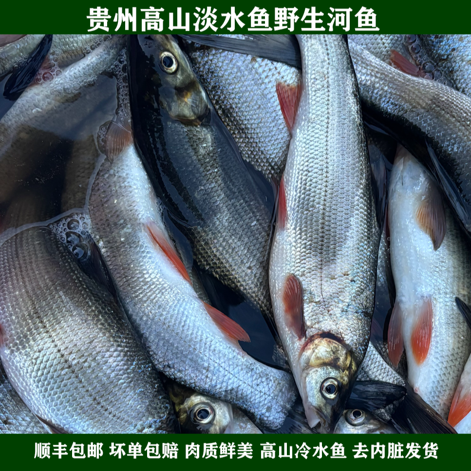 贵州高山冷水鱼淡水鱼野生河鱼青尾鱼细鳞鱼现抓新鲜冷链顺丰包邮
