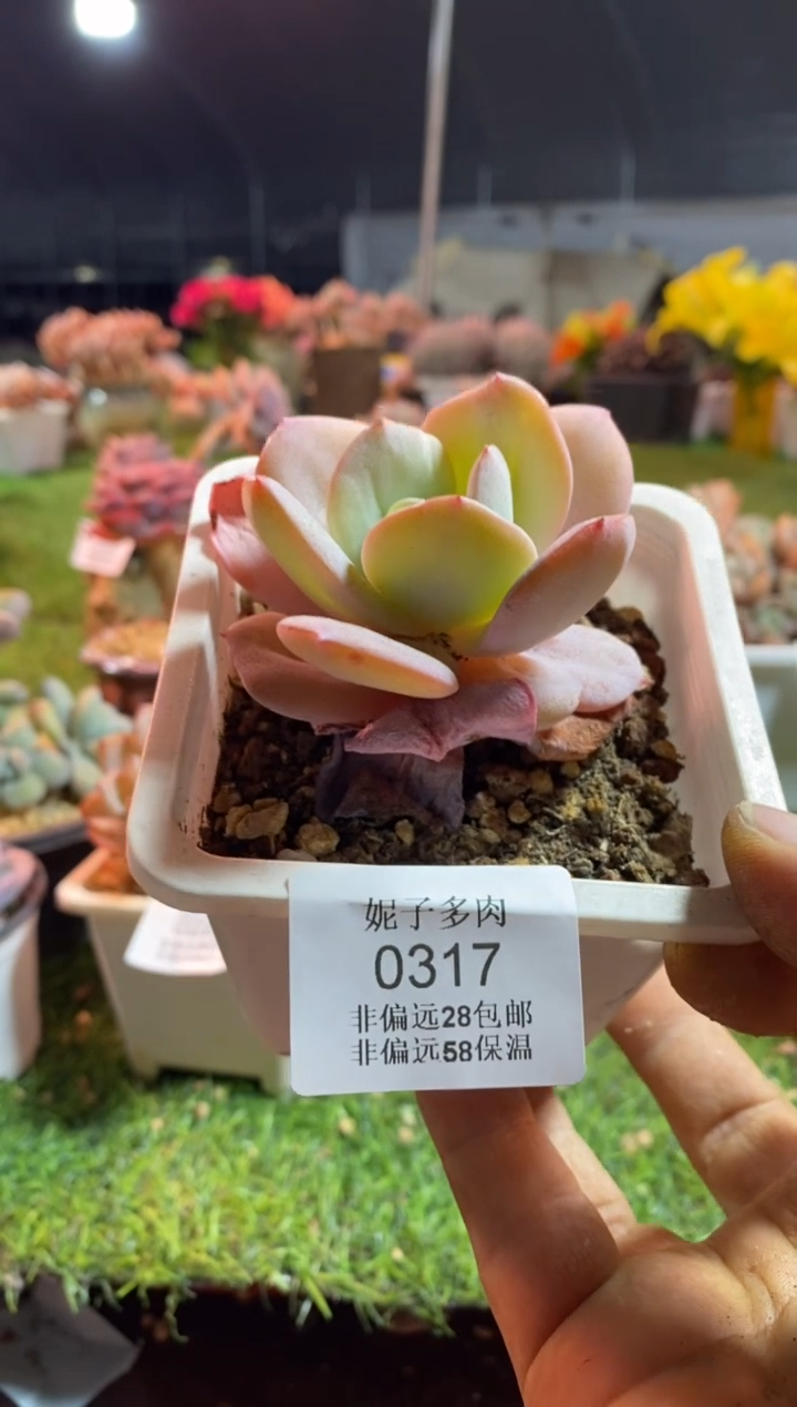 【闪购商品】0317aaaaa