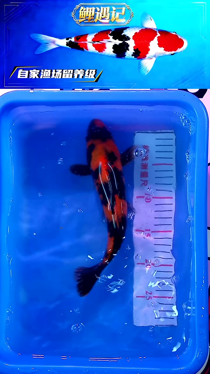 锦鲤12月23日锦鲤42