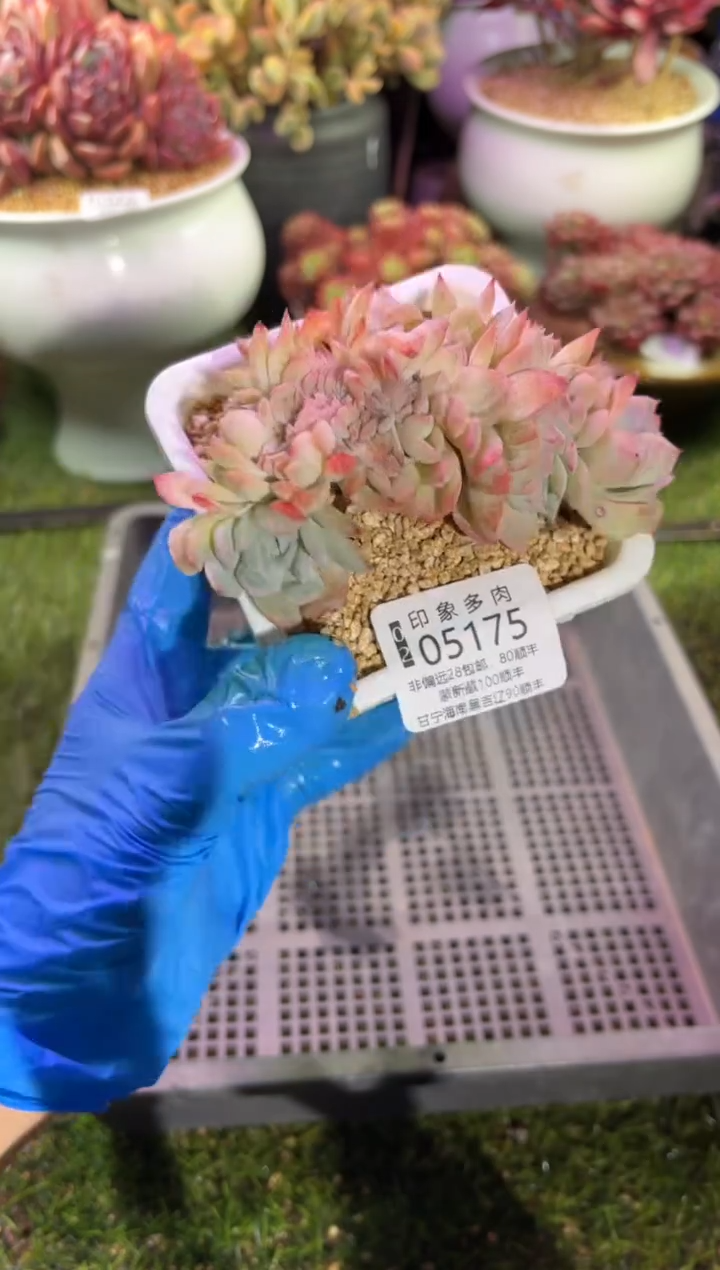 【闪购商品】05175