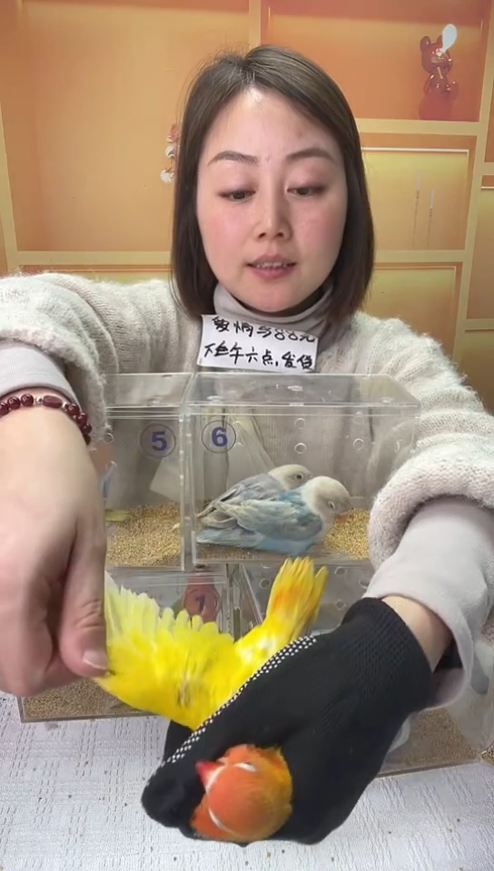 桃脸牡丹鹦鹉黄金丝弟弟