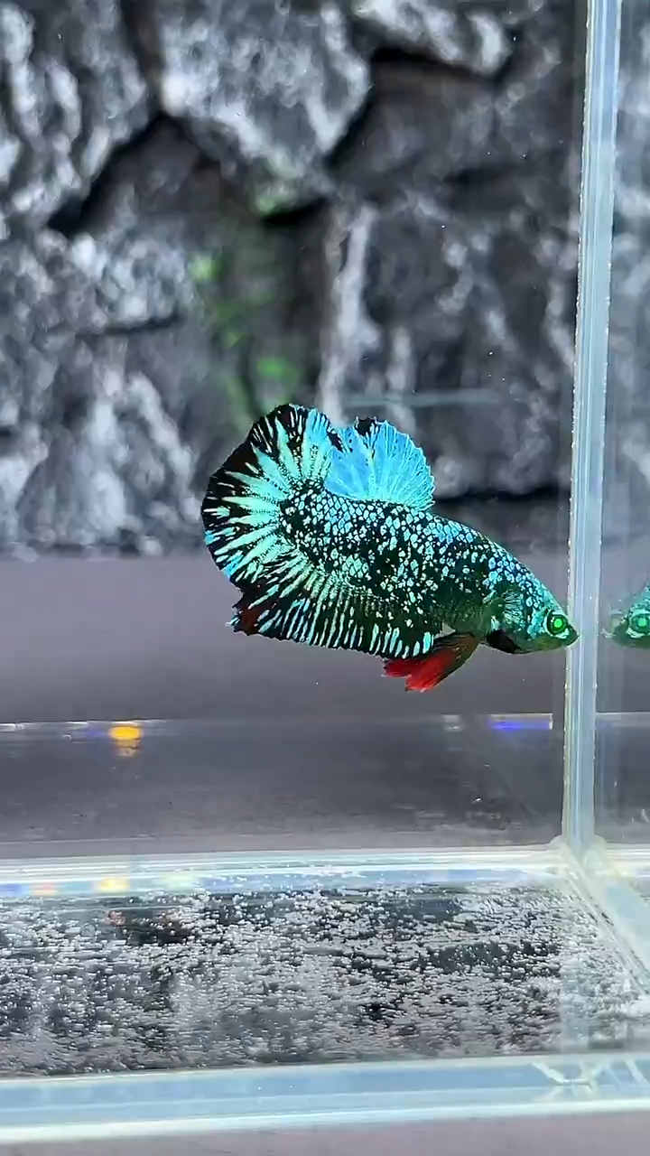 斗鱼竞拍链接A009