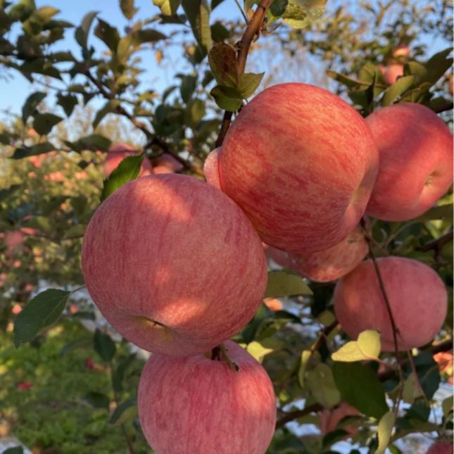 【带果】苹果果树苗室内室外阳台庭院均可种植新手简单