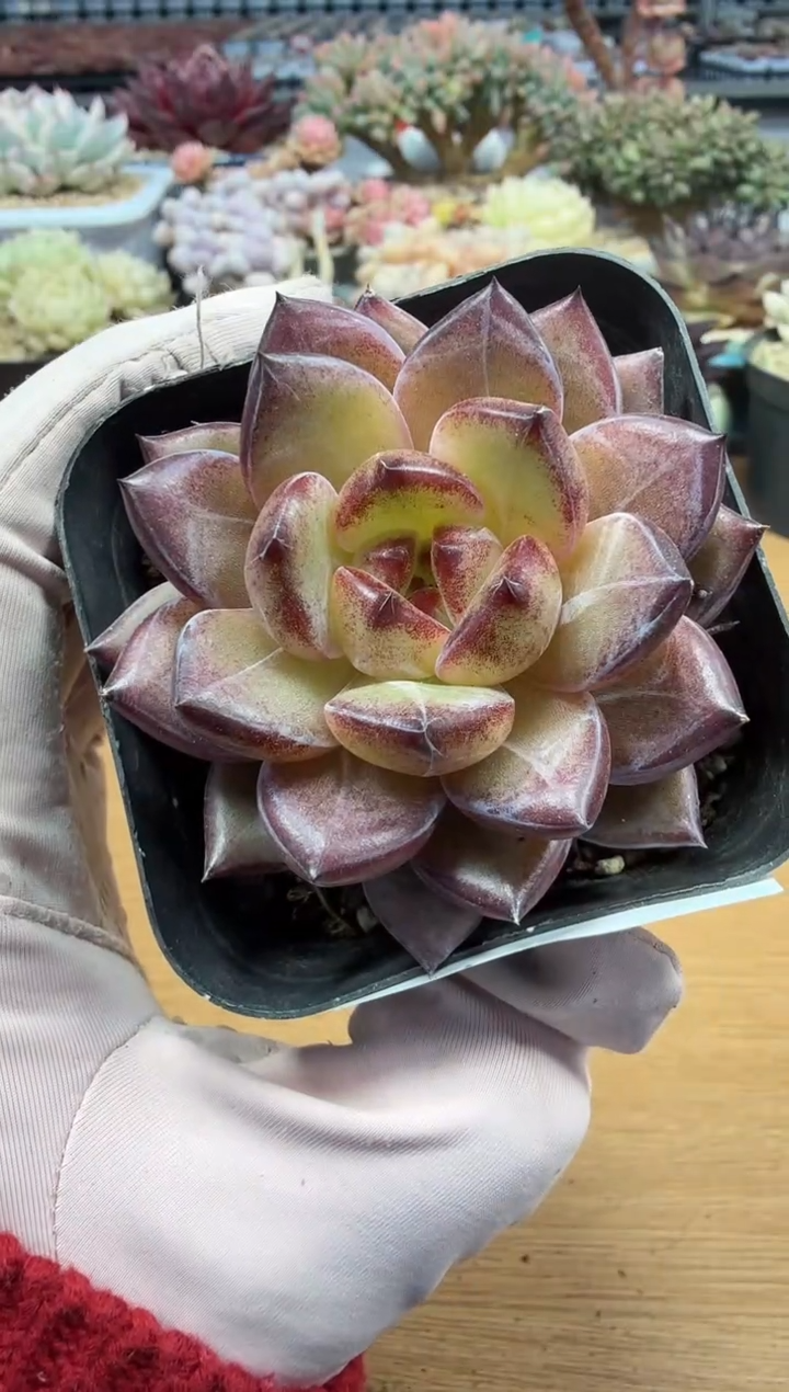 东云多肉园二店-215