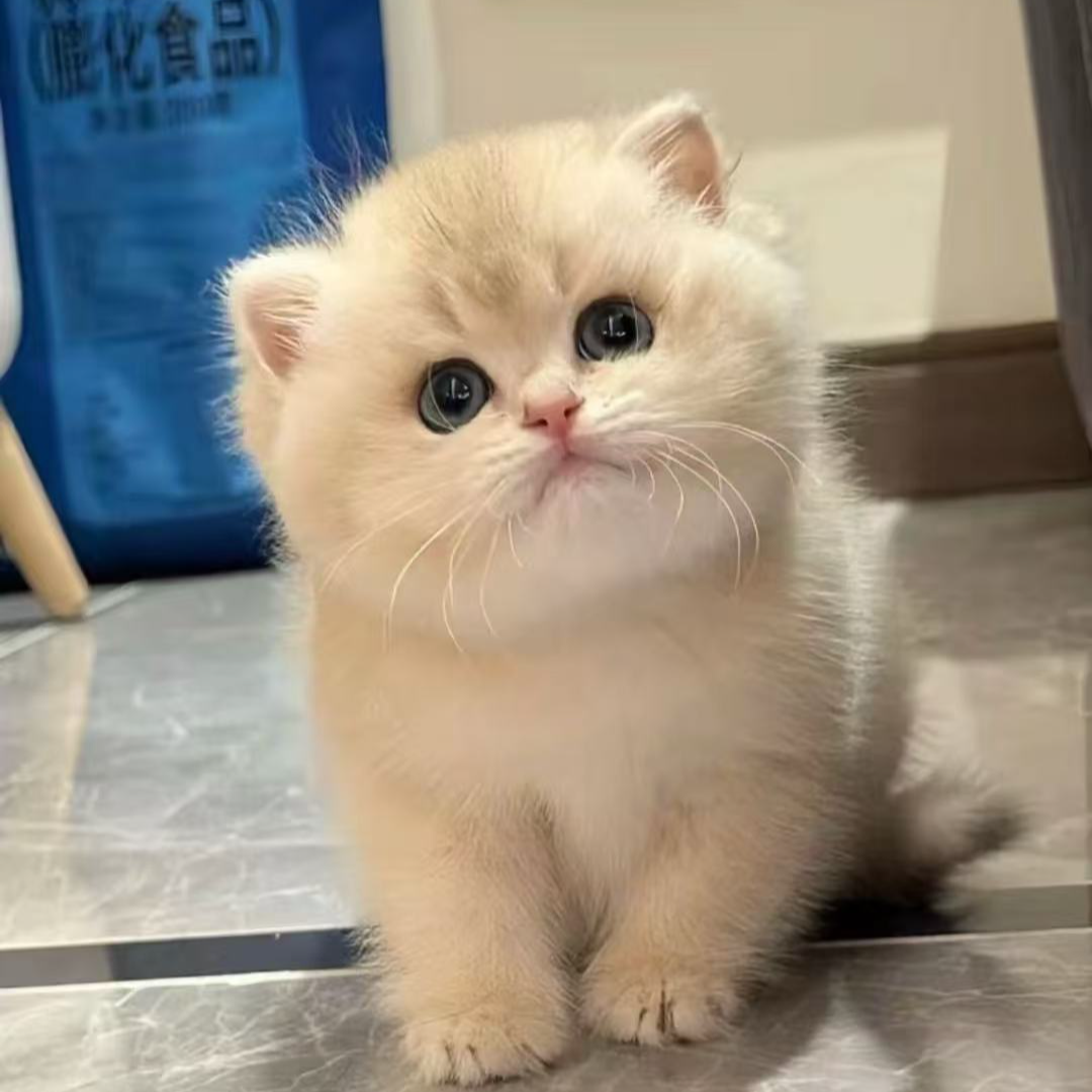 【顶奢潮宠】猫活体包含金渐层蓝金渐层矮脚等