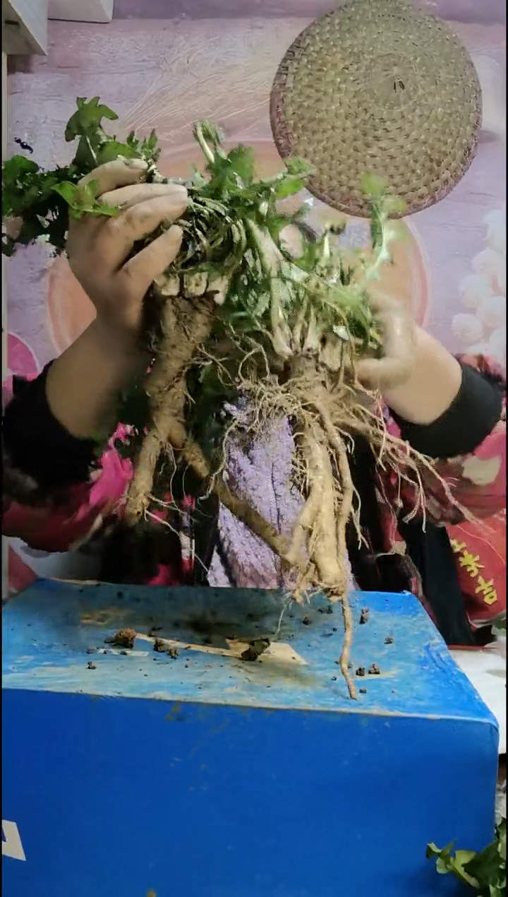 少量花朵（建议范围：2朵-5朵 或40%以下）老*蒲公英