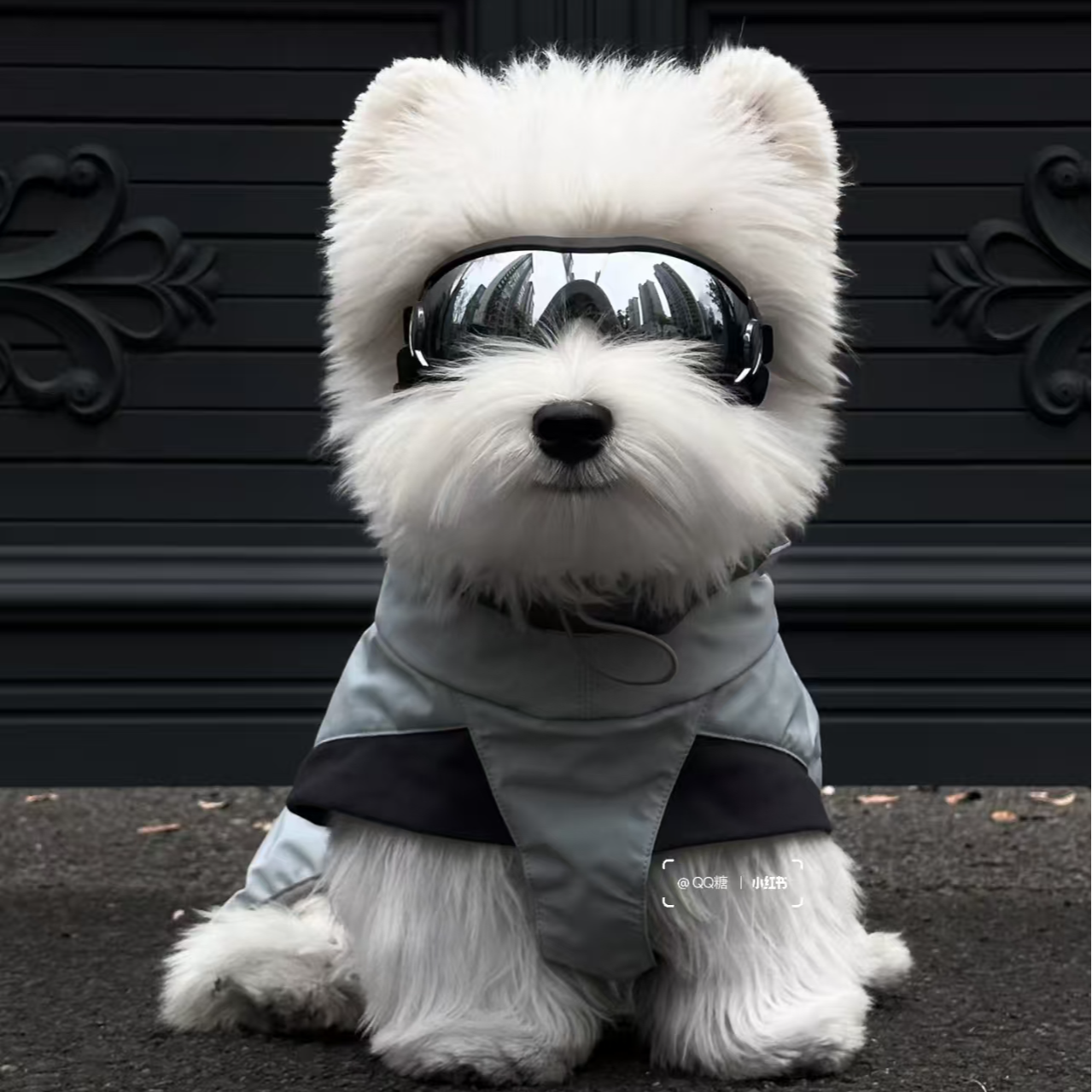 直播间挑选狗狗，所见即所得