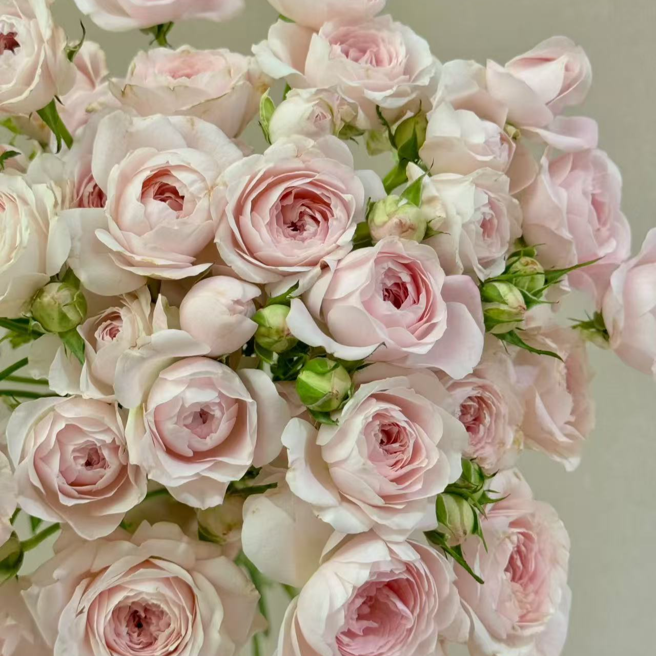 【大力甄选】AA级仙子之吻多头玫瑰 云南基地现采现发 一单包邮