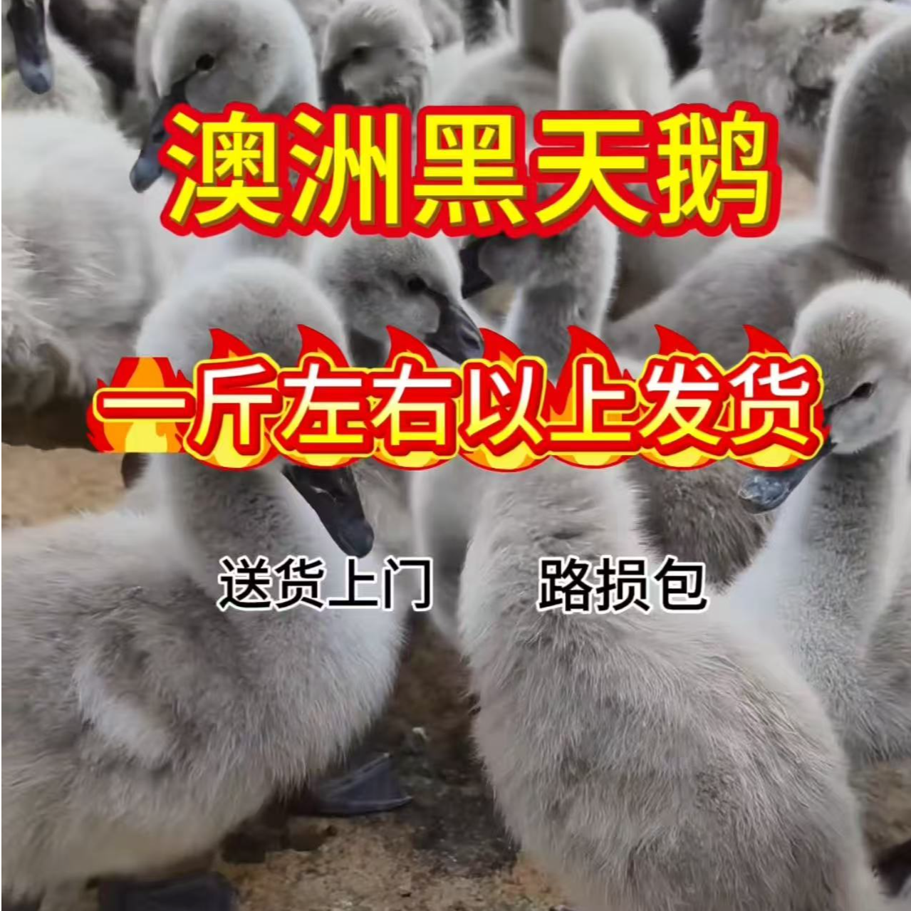 宠物澳洲黑天鹅一斤左右以上路损包送货上门