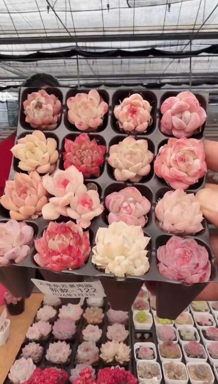 东云多肉园新款-122