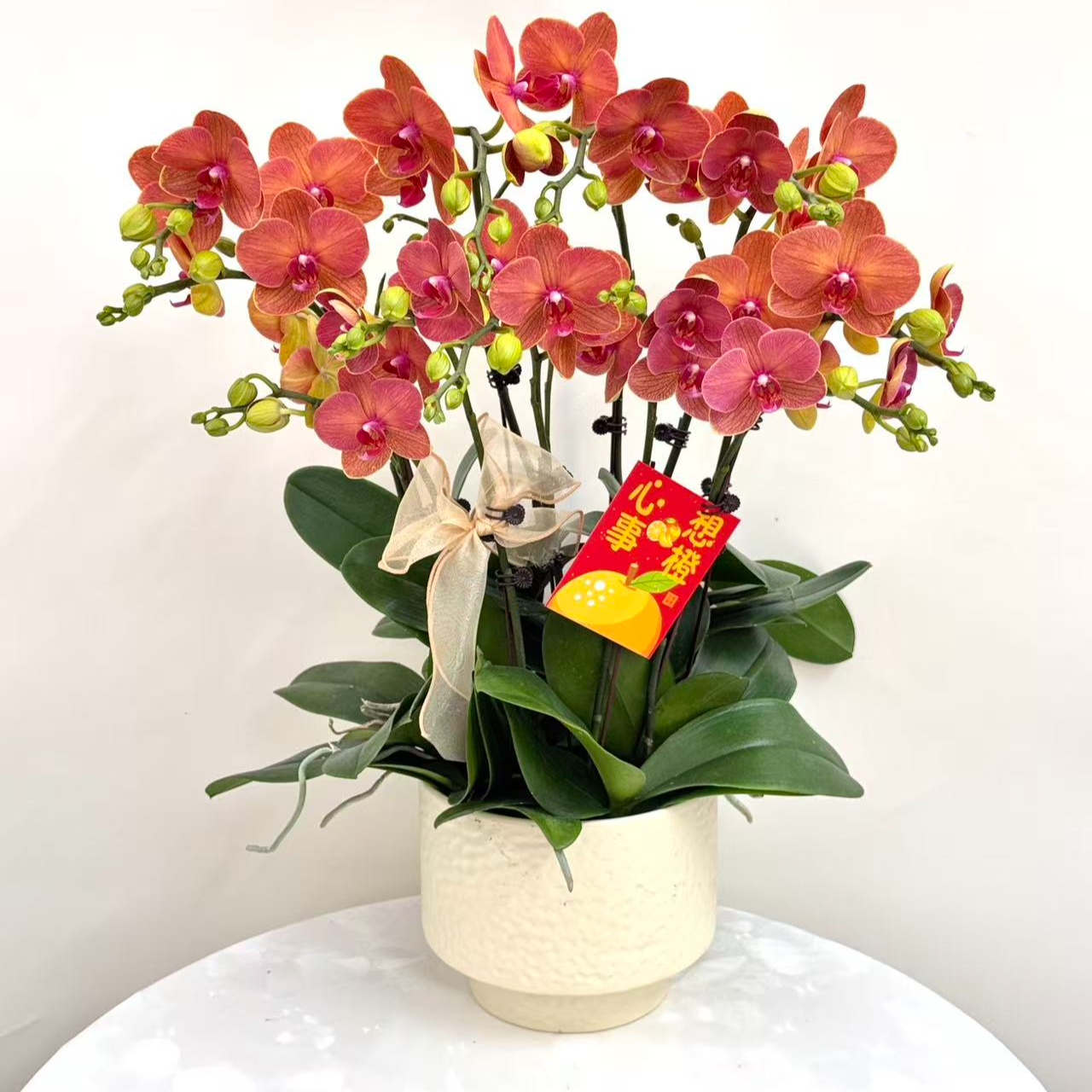 蝴蝶兰【椪柑8】鲜花盆栽室内观赏花花佛山基地直发好养易活