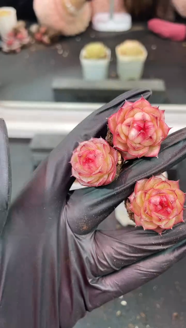 闪购1322  y-11多肉一颗  2厘米