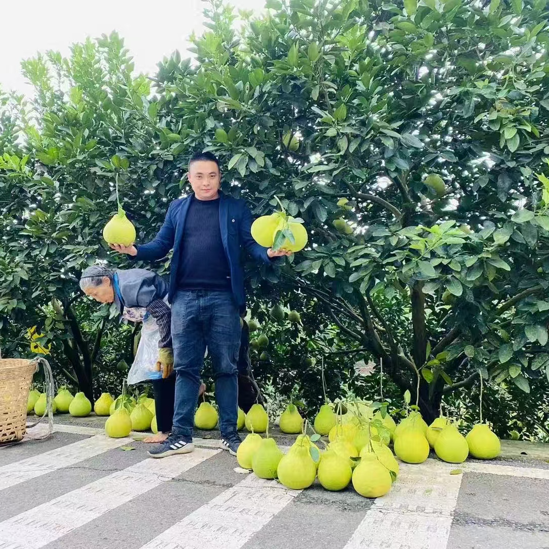 【11号配送】双十一特价【合江真龙柚中小果】散装（10个）＜一斤多—1.5斤左右/个＞