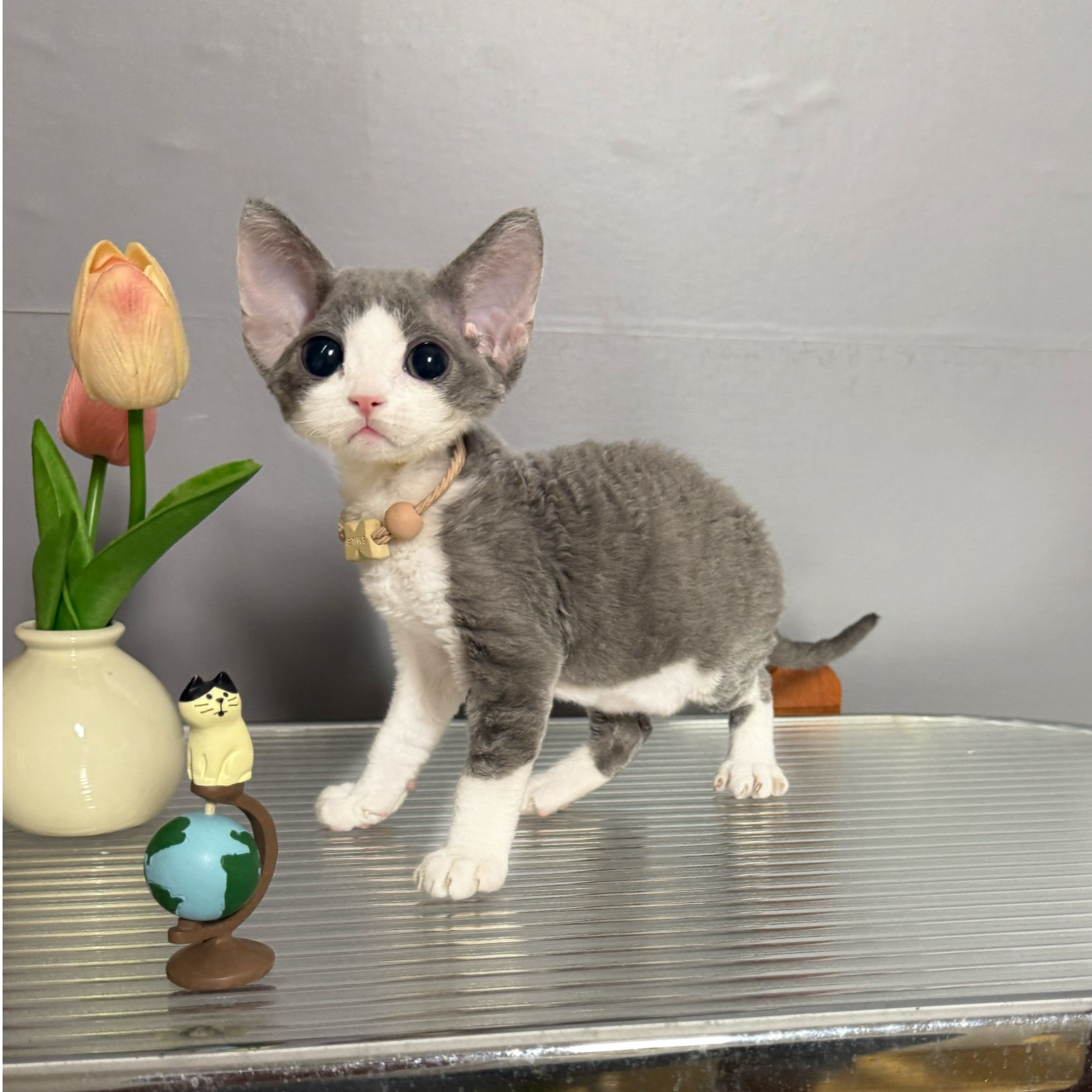 蓝白德文卷毛猫  一针疫苗一次驱虫