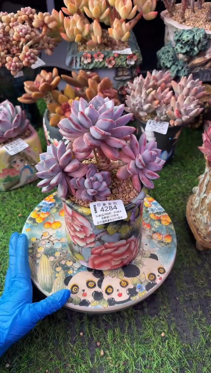 昆明印象多肉4284